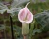 Arisaema candidissimum